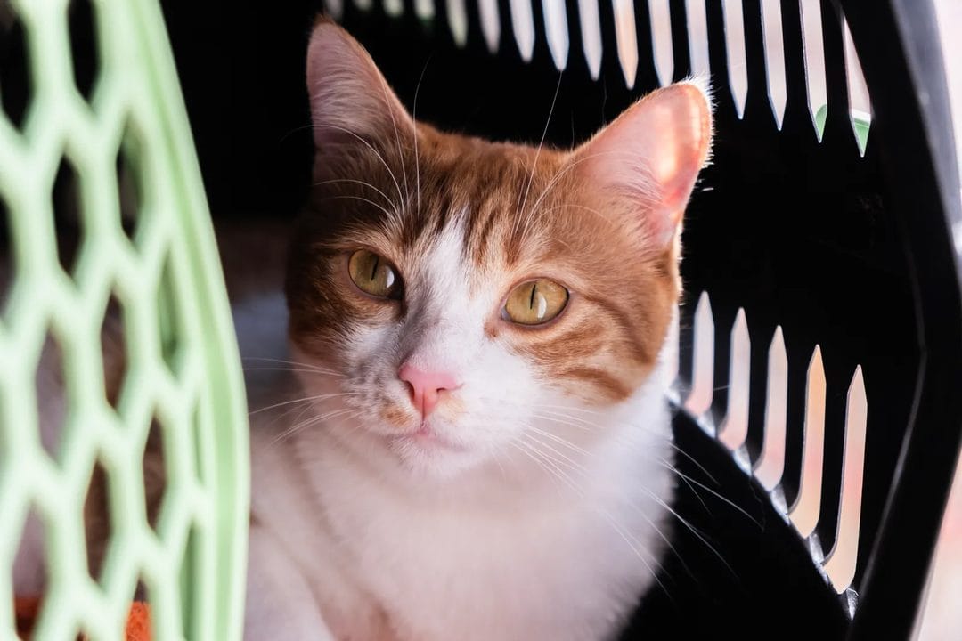 Moving Your Pet to Asia: The Quarantine Rules, Permits and Real Costs in Singapore, Japan and Hong Kong